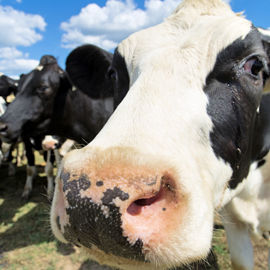 From the Farmer's Mouth: A Dairy Cow's Preferred Playlist